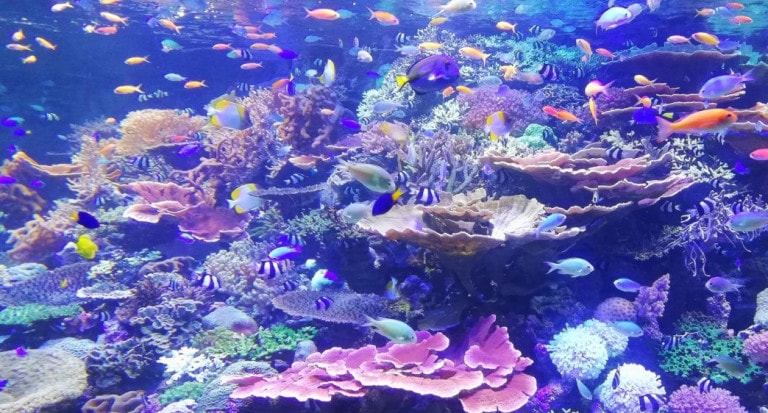 Consumer underwater drone ROV exploring reef underwater